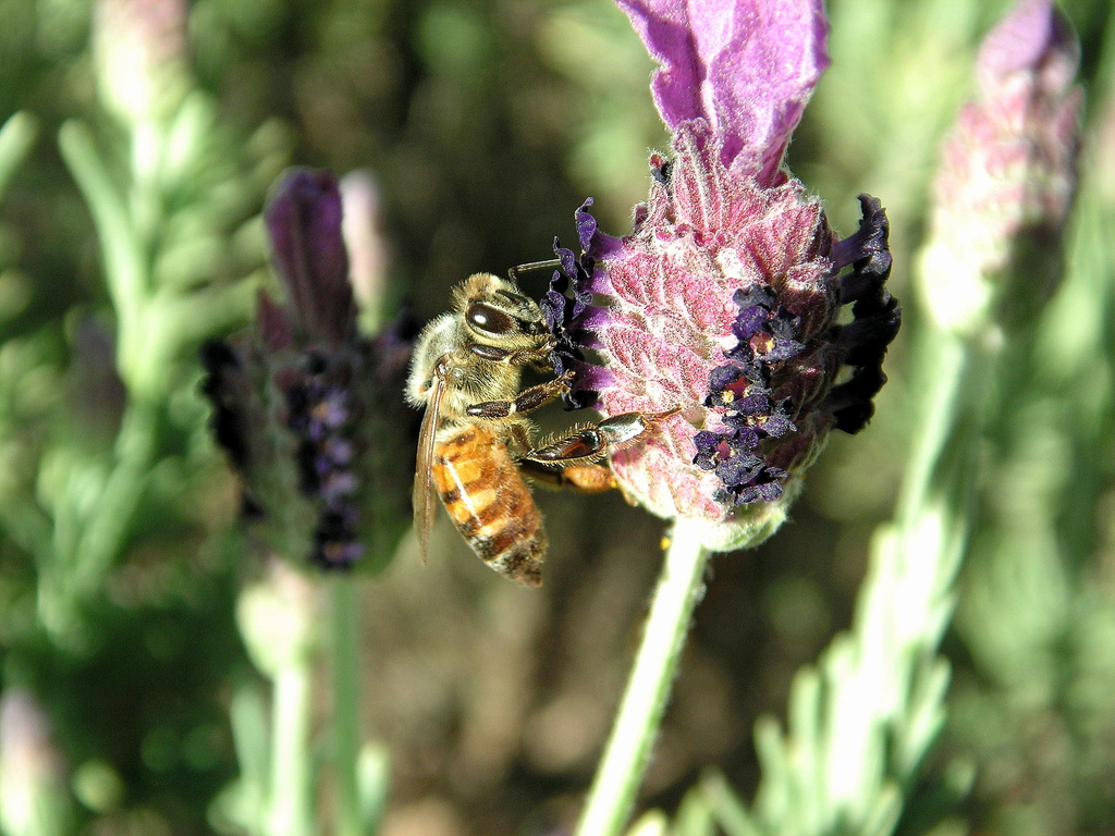 Bee on Lavender by pasadenarose