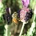 Bee on Lavender by pasadenarose