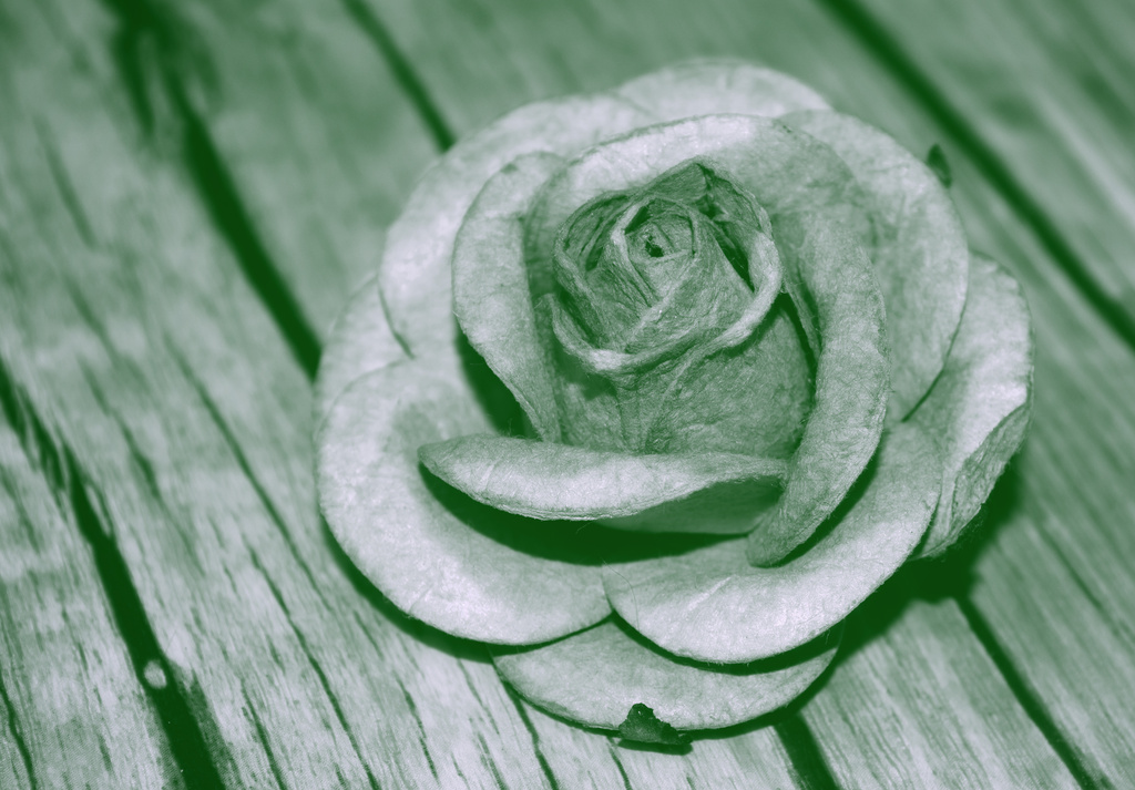 Toned Rose by salza
