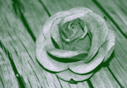 18th Apr 2013 - Toned Rose
