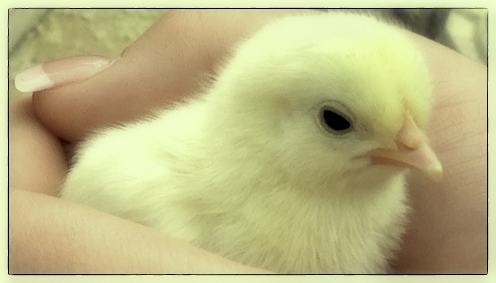 A Cute chick by jocasta