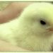 A Cute chick by jocasta