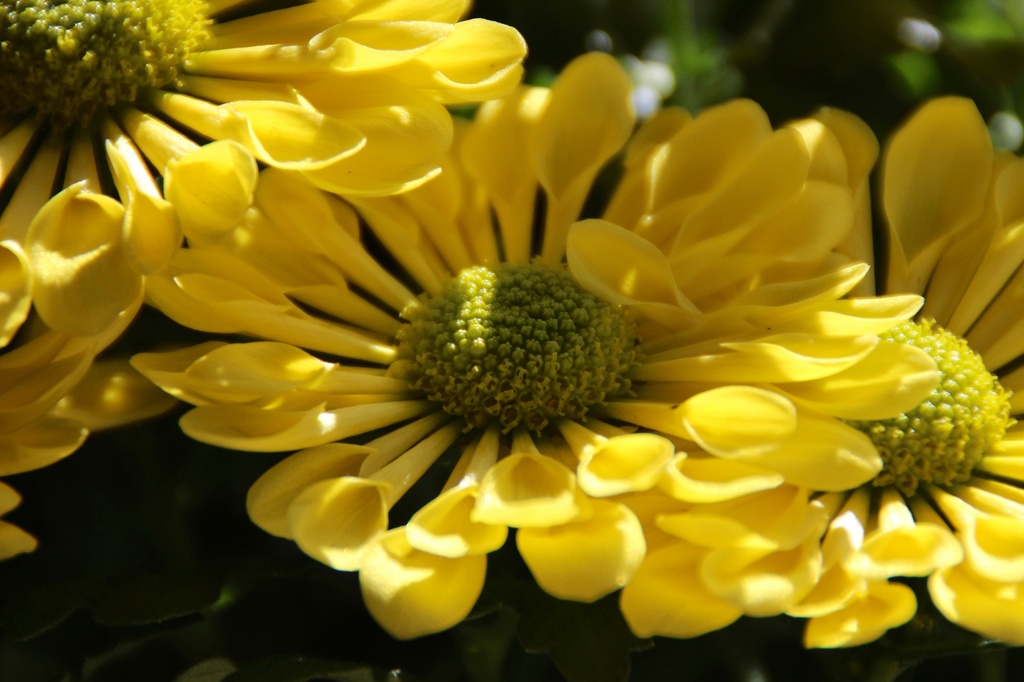 Sunshine daisy  by craftymeg
