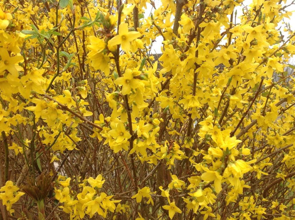 Forsythia  by foxes37