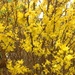 Forsythia  by foxes37