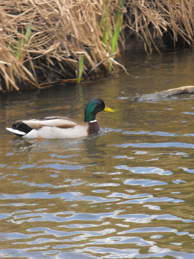 One little duck went swimming one day...  by snowy