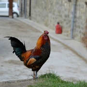 20th Apr 2013 - Rooster