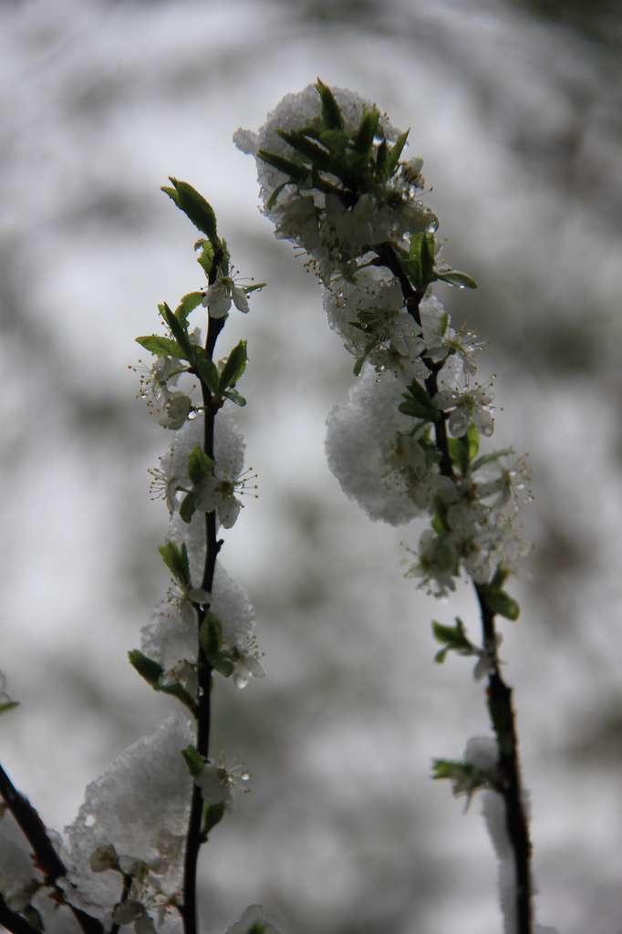 Frozen spring by belucha