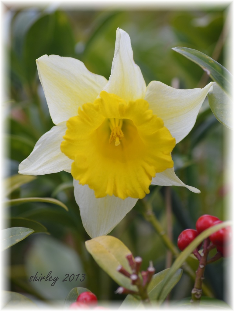 Daffodil Days..... by mjmaven