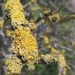 Lichen at Lytes Cary by rosbush