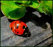 18th Apr 2013 - Ladybird
