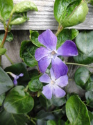 19th Apr 2013 -  Periwinkle 