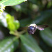 Bee-hind by tara11