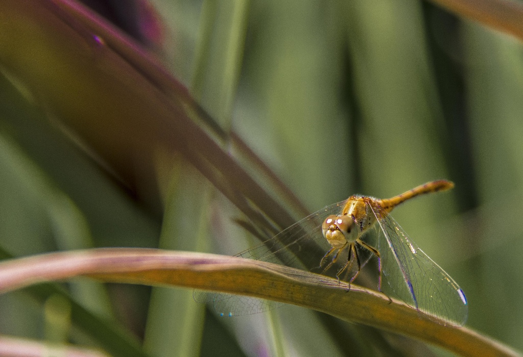 dragonfly by corymbia