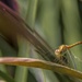 dragonfly by corymbia