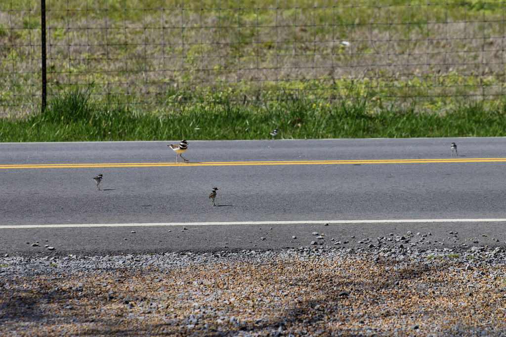 Why did the baby killdeer cross the road? by cjwhite