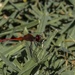 red dragonfly by corymbia