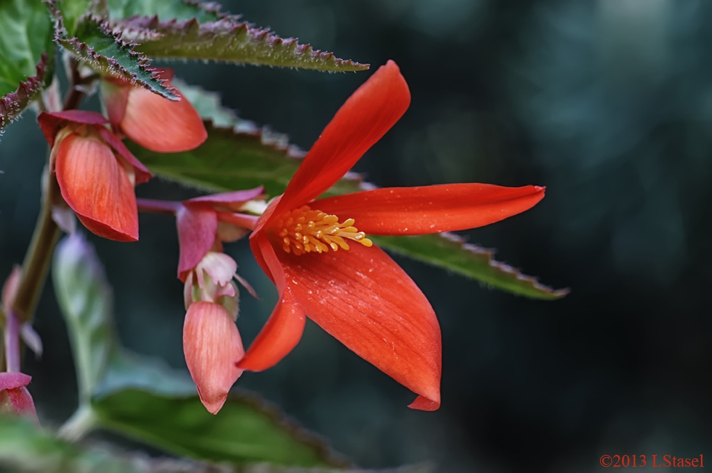 Begonia by lstasel