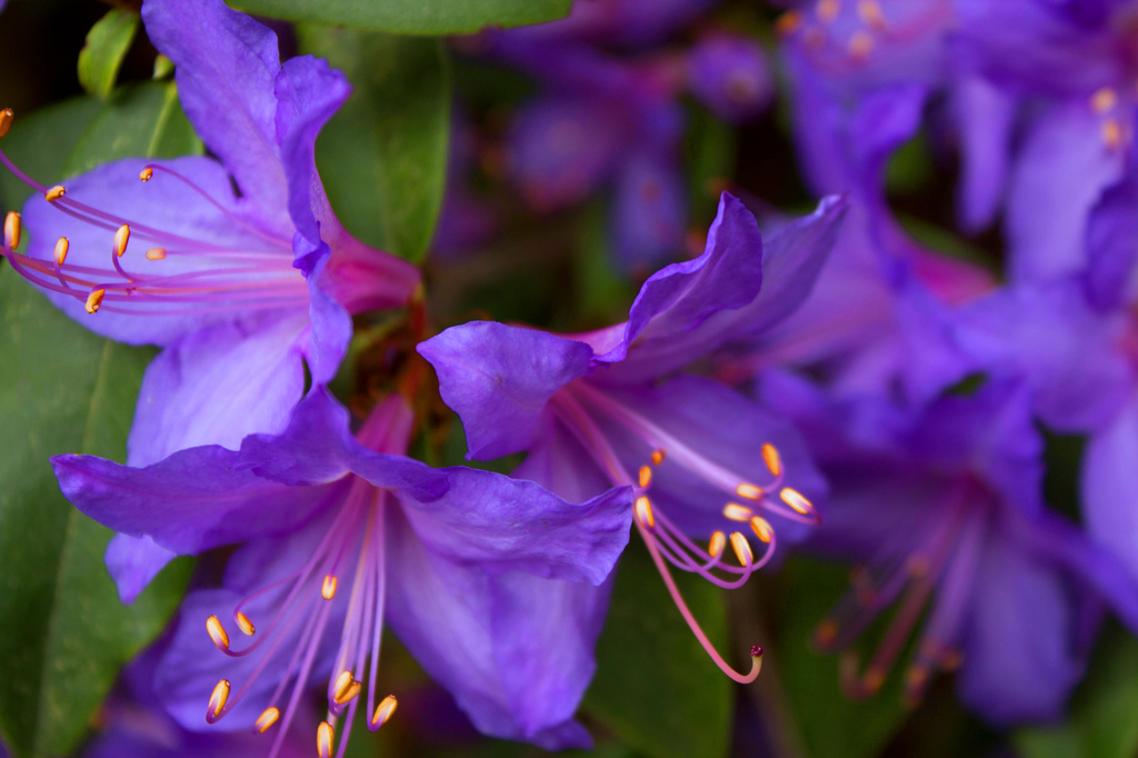 Dwarf Rhodie by nanderson