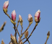 19th Apr 2013 - Magnolia buds......