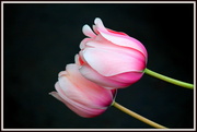 19th Apr 2013 - Pink Tulip 