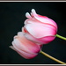 Pink Tulip  by jankoos