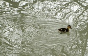 21st Apr 2013 - disorientated duckling..........