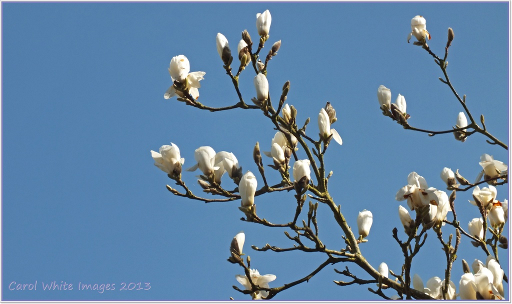 Magnolia by carolmw
