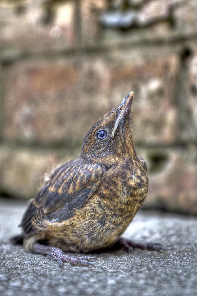 Young Blackbird. by gamelee