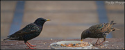 21st Apr 2013 - Starlings