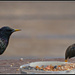 Starlings by tonygig