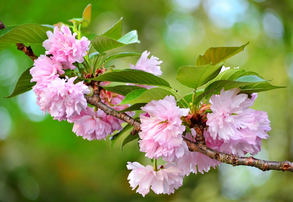 Cherry blossom bokeh by soboy5