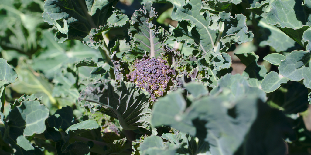 Purple sprouting broccoli by darkhorse