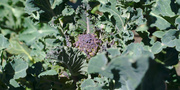 20th Apr 2013 - Purple sprouting broccoli