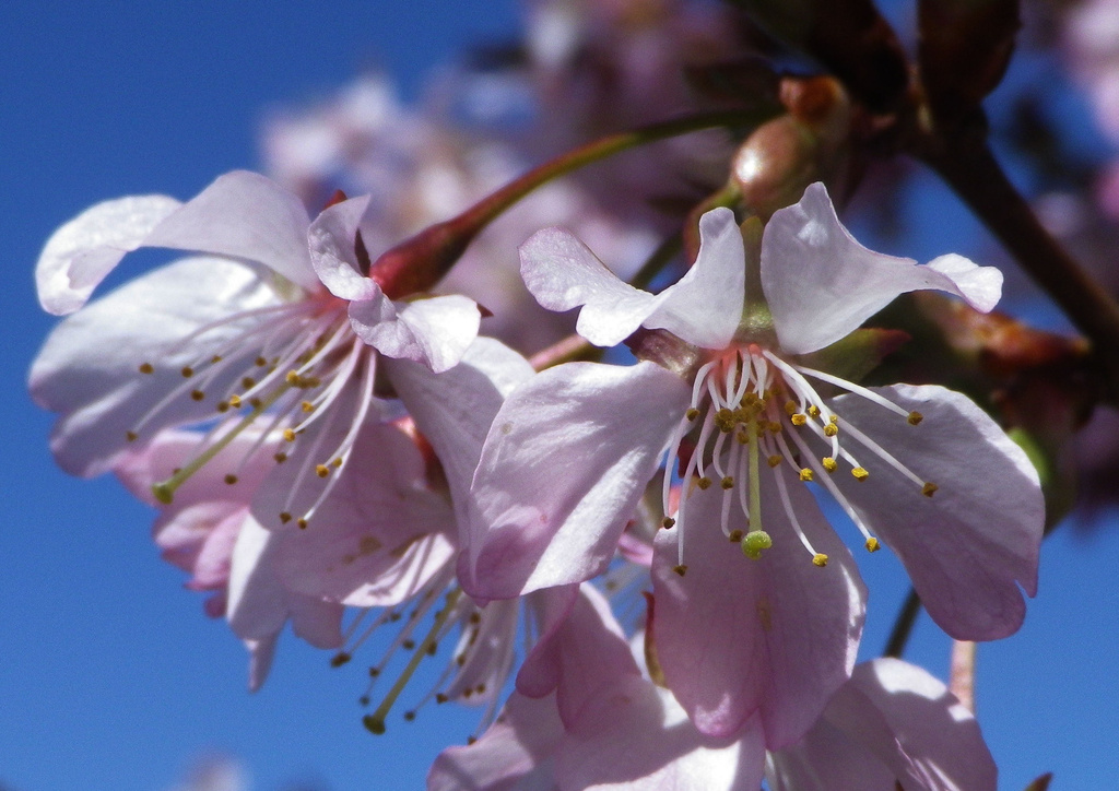 Cherry Blossom. by itsonlyart