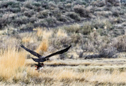21st Apr 2013 - Juvenile Eagle With Plentiful Catch