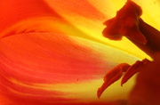 20th Apr 2013 - Abstract Tulip