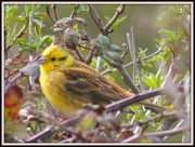21st Apr 2013 - Yellowhammer in Wood Lane