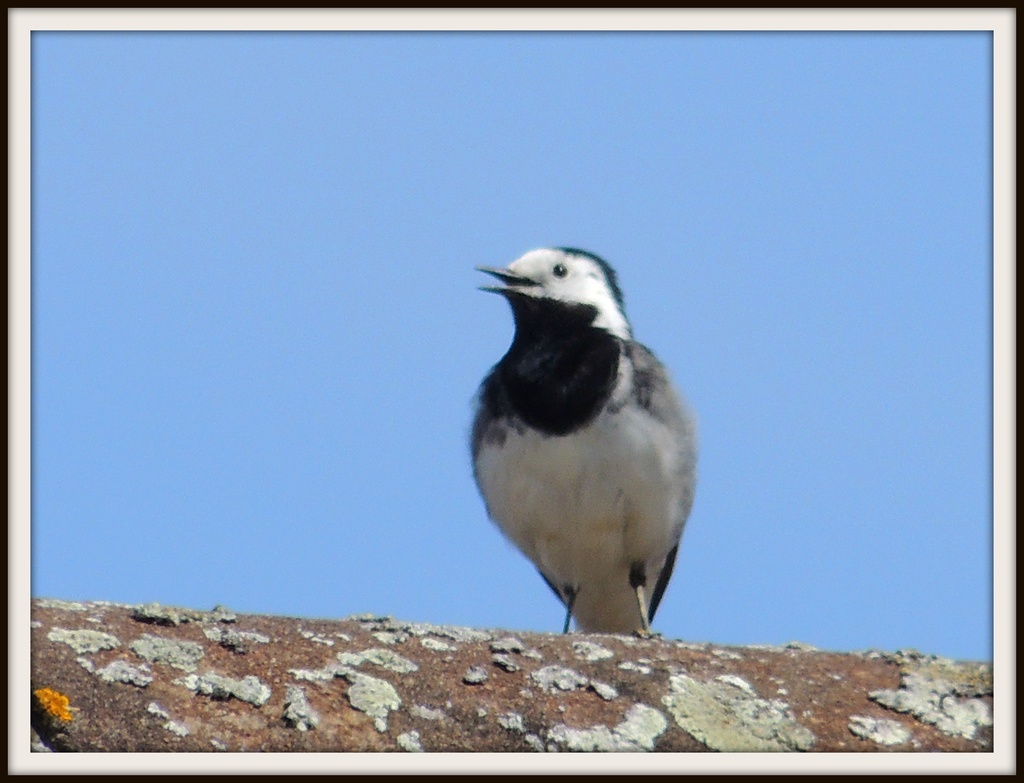Wagtail singing by rosiekind