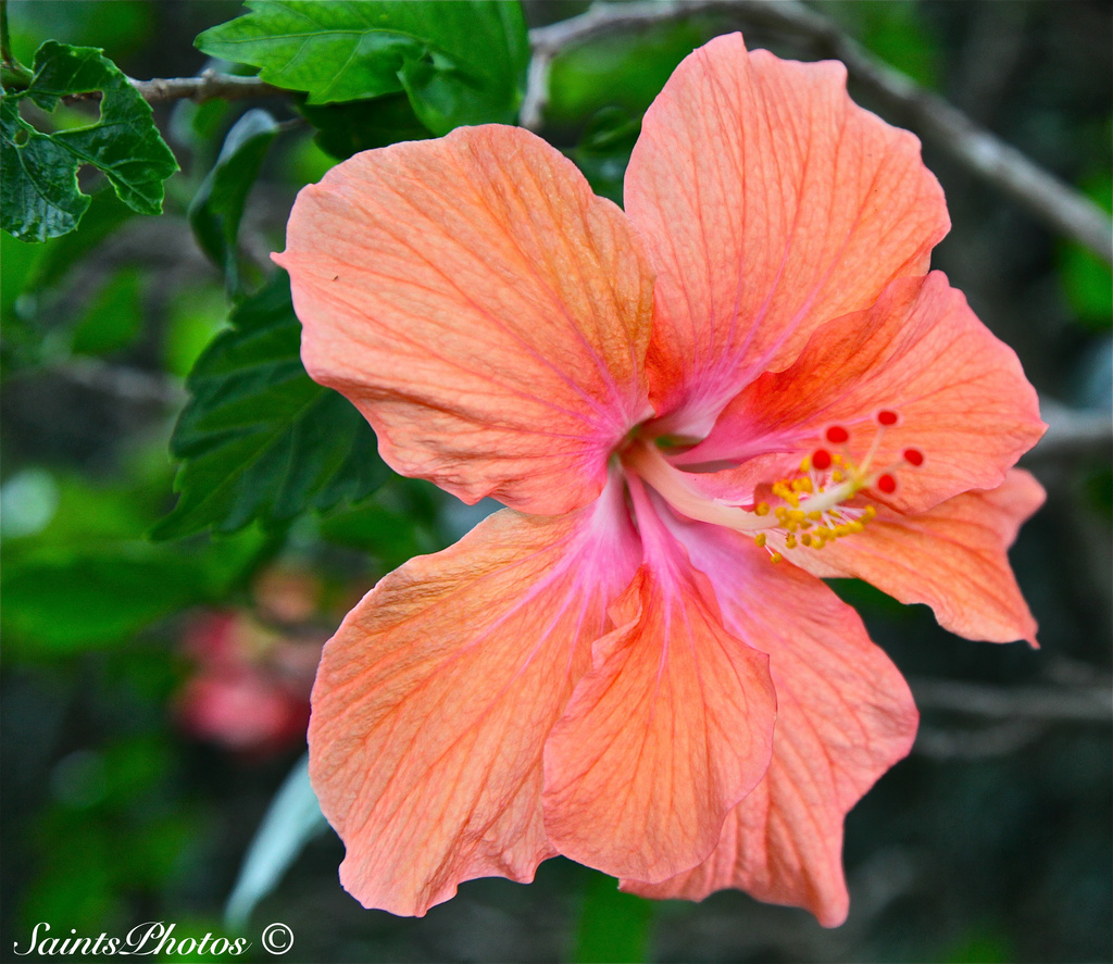 Hibiscus by stcyr1up