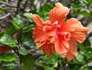 22nd Apr 2013 - Double Hibiscus