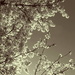 Split Blossom by filsie65