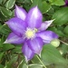 Clematis by congaree