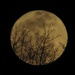 Movie Moon by photogypsy