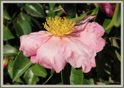 22nd Apr 2013 - Camellia 'Plantation Pink'