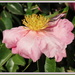 Camellia 'Plantation Pink' by kiwiflora
