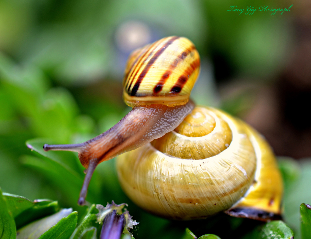 Snail  by tonygig