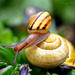 Snail  by tonygig