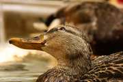 21st Apr 2013 - The Peabody Ducks