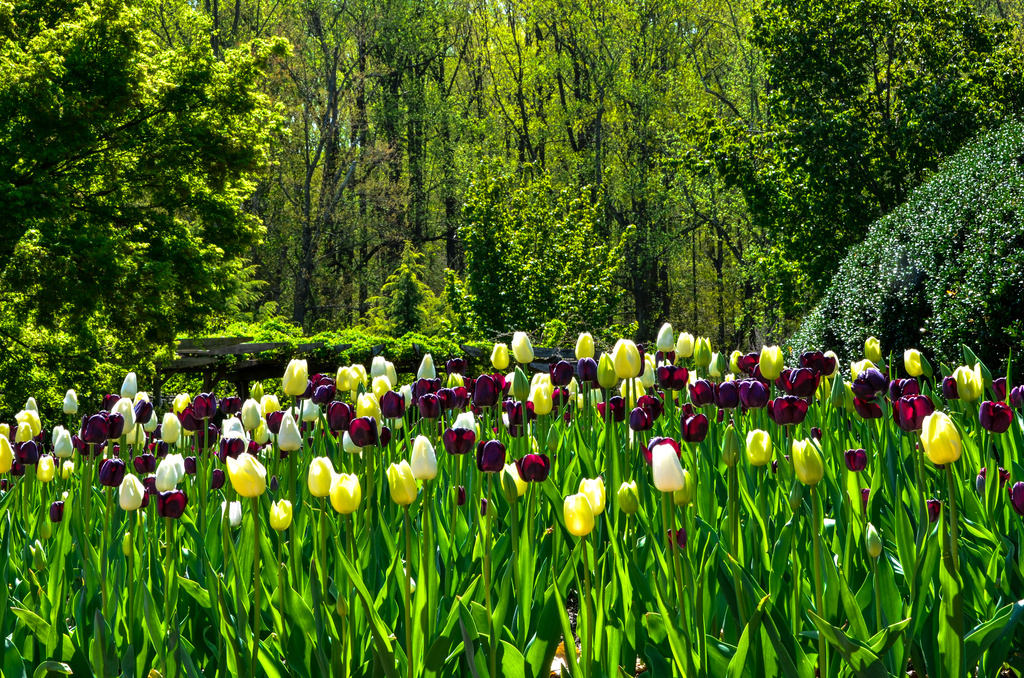 Tulips in a field of green by lesip